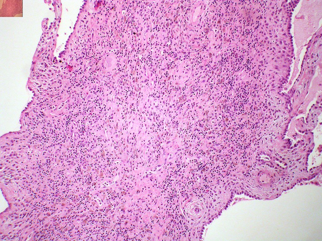 Evolutionary Storytellers in Every Cell (image credits: flickr)