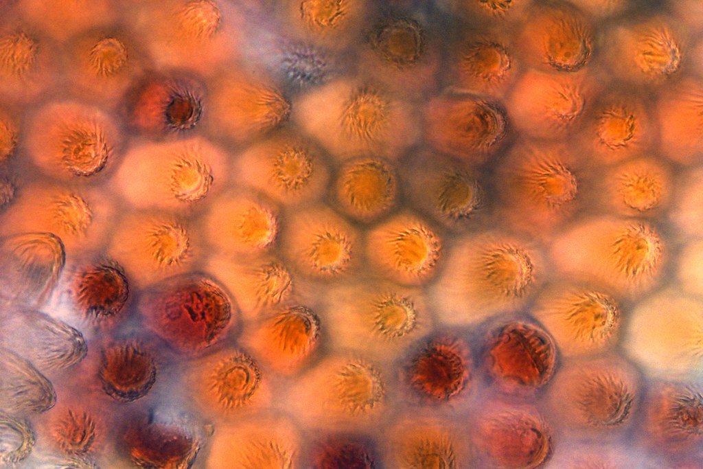 Environmental Sensors in Action (image credits: flickr)