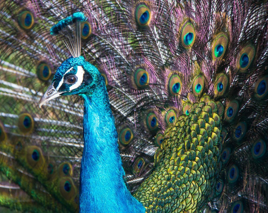 Behavioral Science Through Color (image credits: flickr)