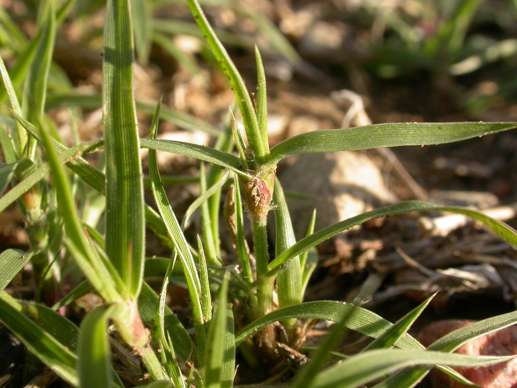 Agricultural Implications of Color Research (image credits: flickr)