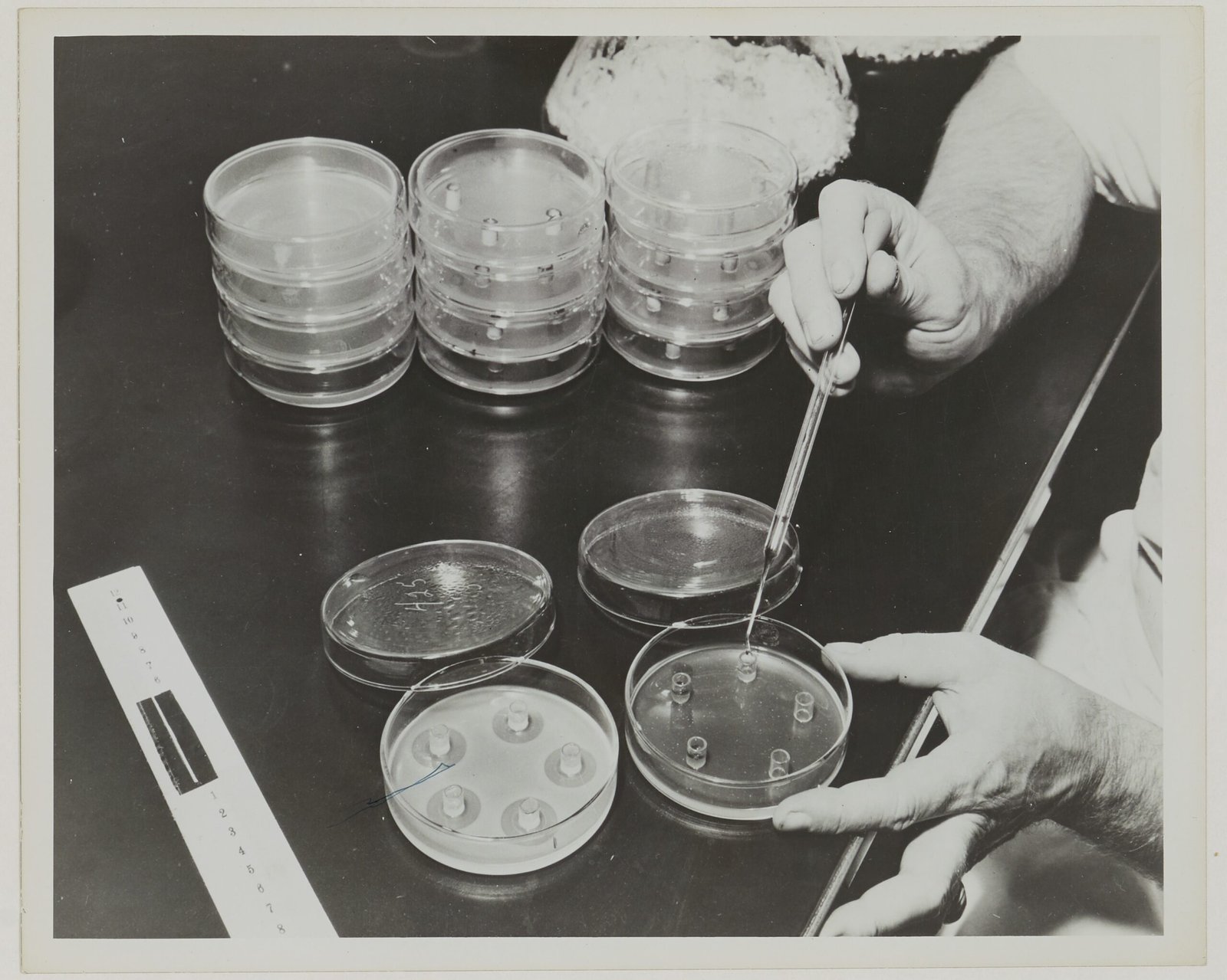 When Mold Became Medicine (image credits: wikimedia)