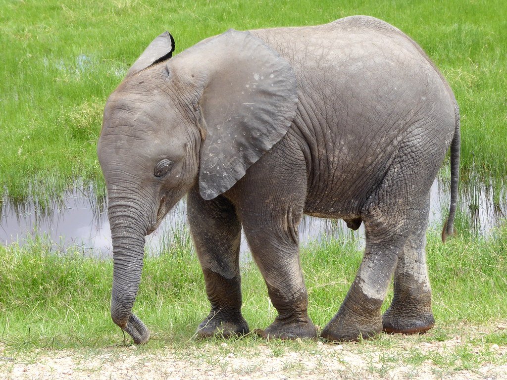 Elephants Communicate Through Their Feet (image credits: flickr)