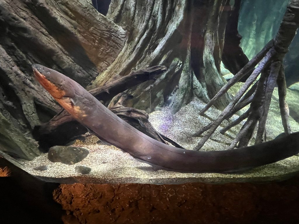 Electric Eels Generate Enough Power to Light Up a Christmas Tree (image credits: flickr)