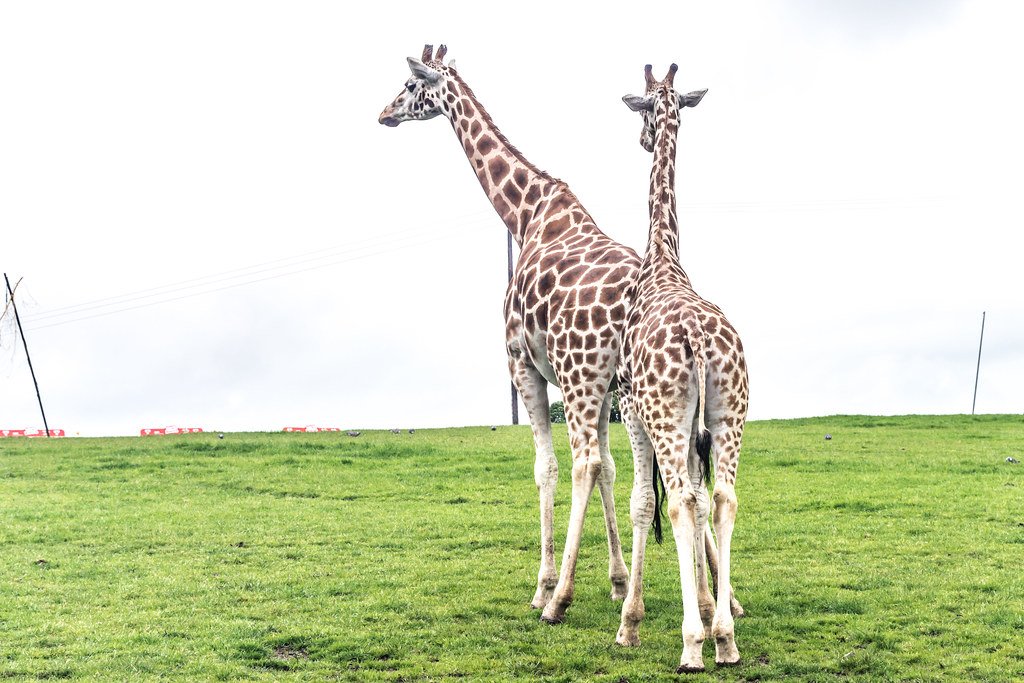 Giraffes Have Special Valves to Prevent Brain Damage