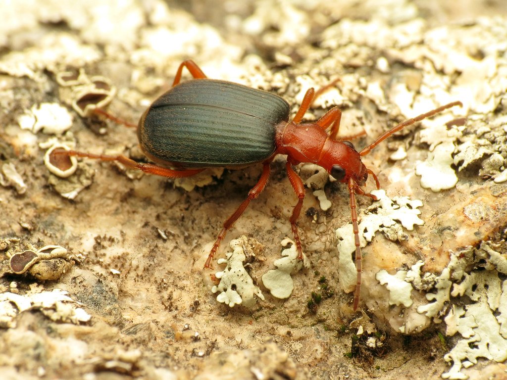 Bombardier Beetles Create Chemical Explosions (image credits: flickr)
