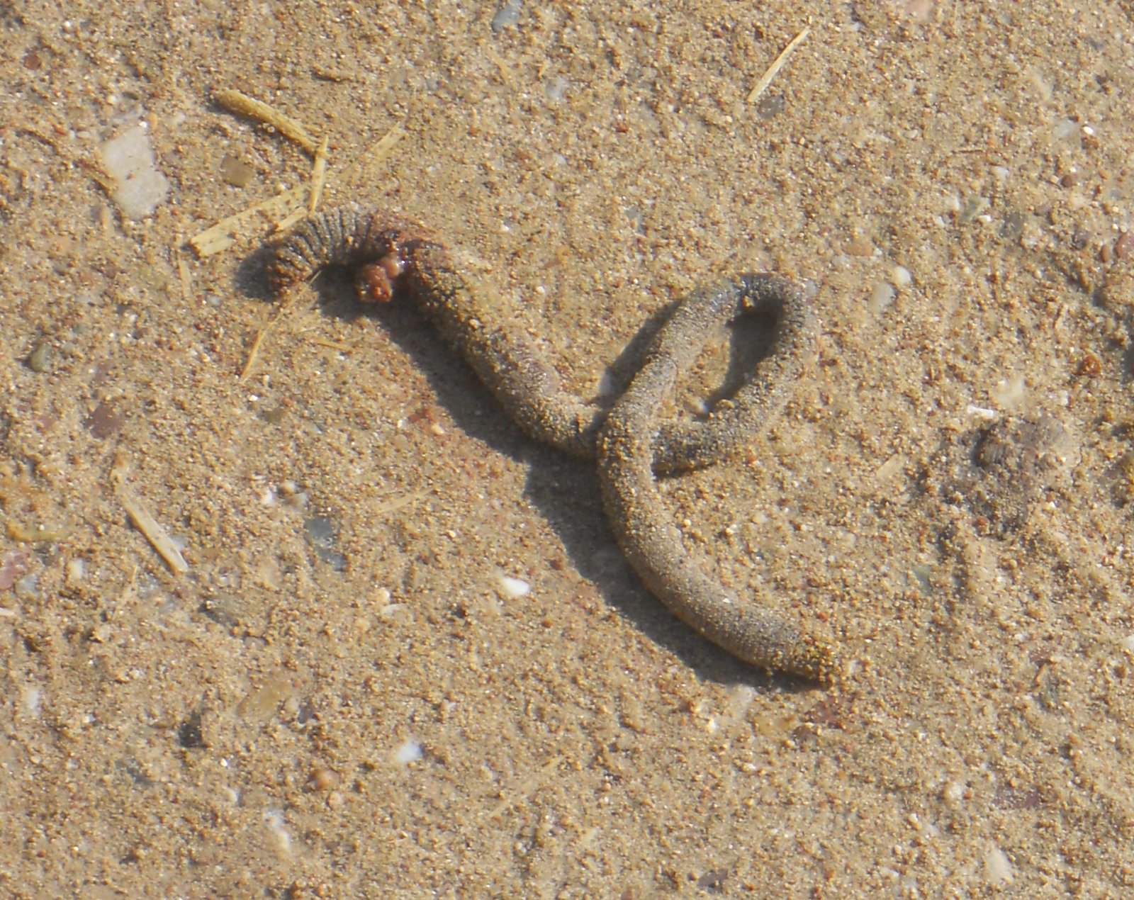 What Does This Mean for the Definition of Life? (image credits: wikimedia)