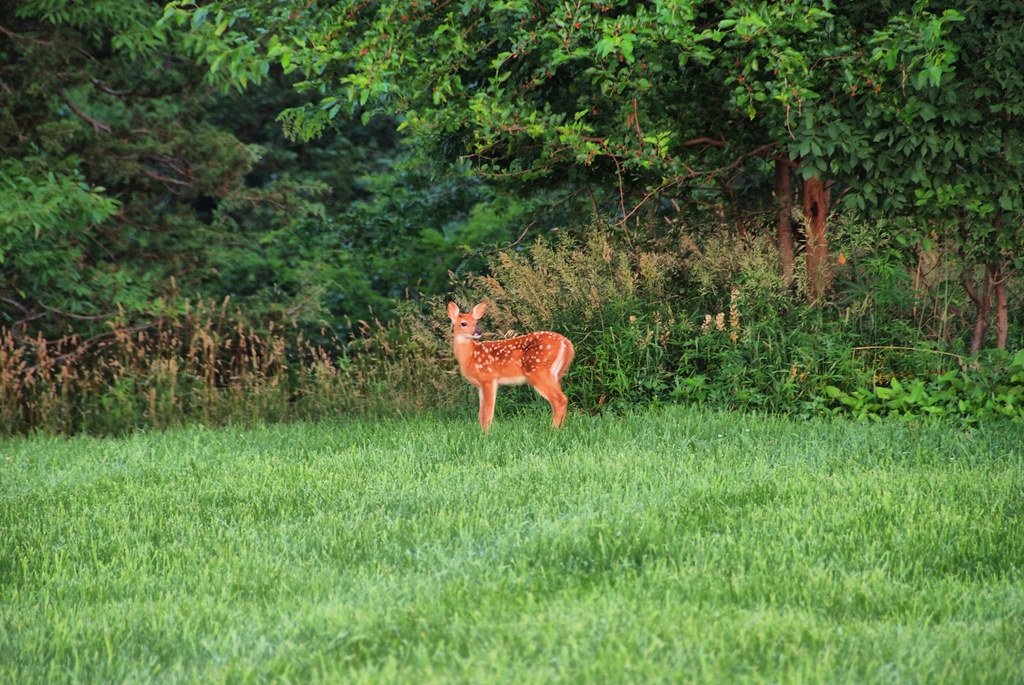 Shaping the Midwest’s Unique Flora and Fauna (image credits: flickr)