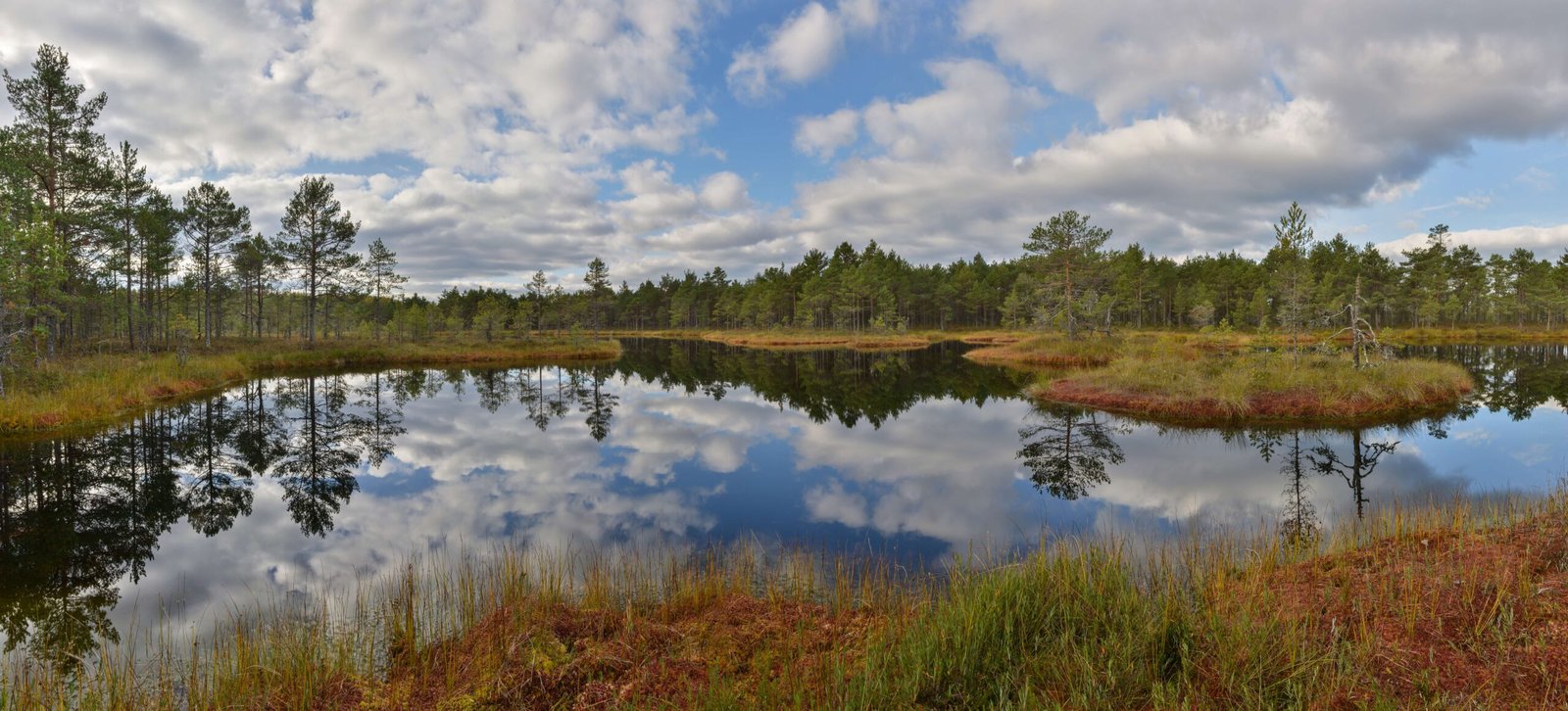 The Bog Bodies of Northern Europe: Preserved in Mystery (image credits: wikimedia)