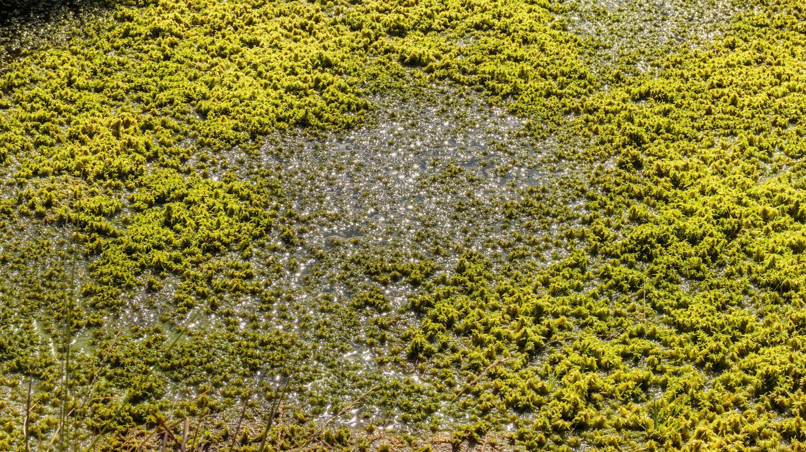 The Mysterious World Beneath the Moss (image credits: wikimedia)