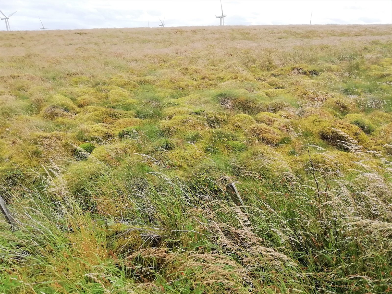 Sphagnum Moss: The Microbe Magnet (image credits: wikimedia)