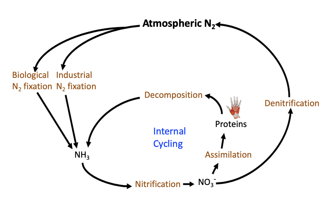 The Nitrogen Cycle: Microbes as Nature’s Fertilizers (image credits: wikimedia)