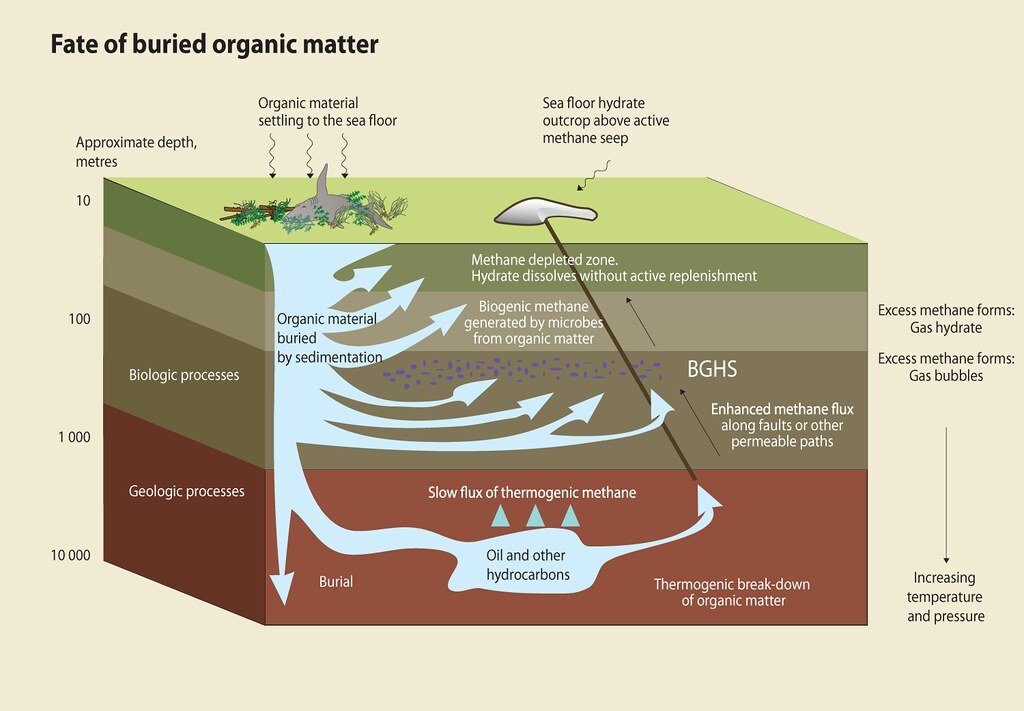 Methanogens: The Hidden Gas Makers (image credits: wikimedia)