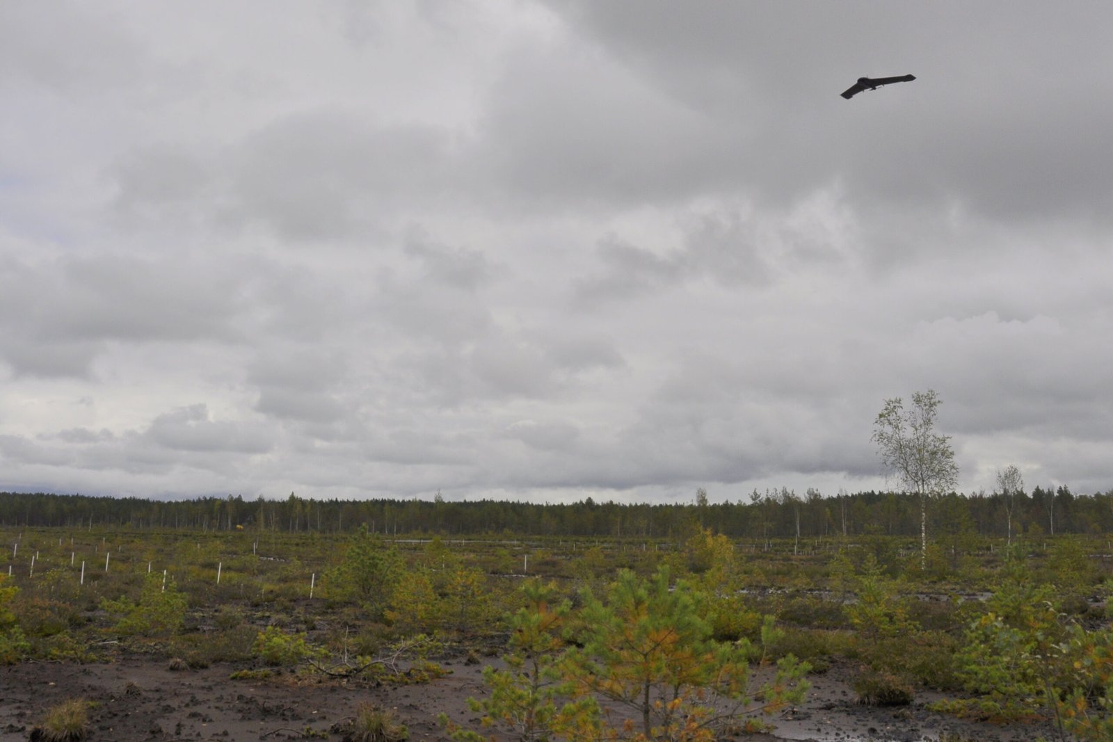 Peatland Restoration: Microbes to the Rescue (image credits: wikimedia)