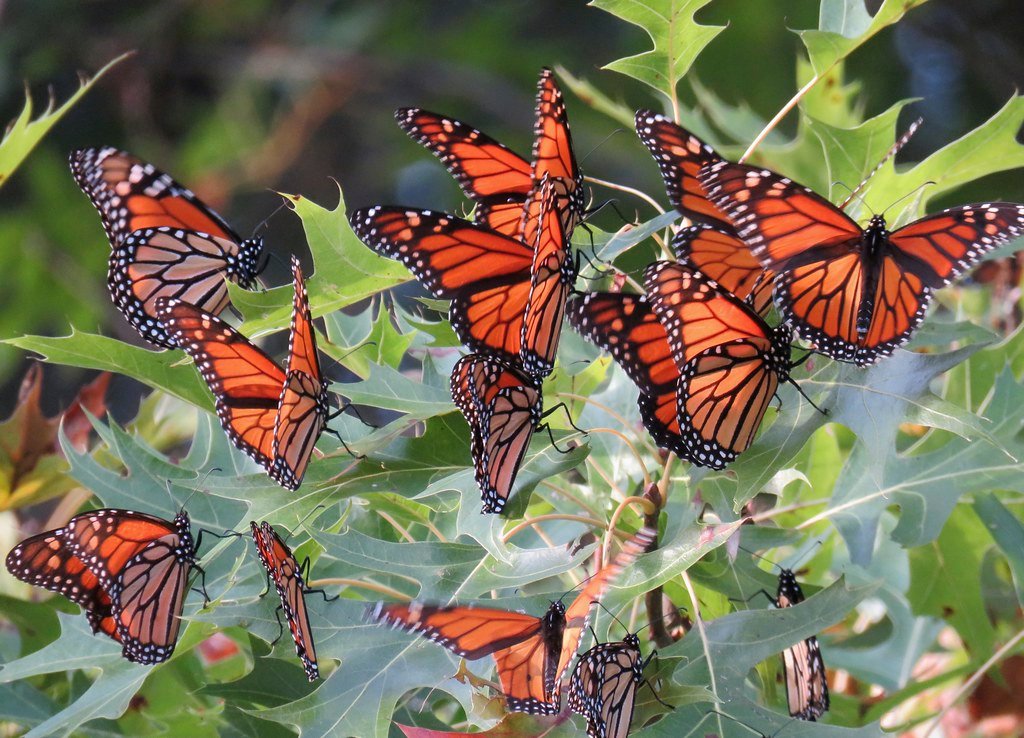 Butterfly Wings and Weather Patterns (image credits: flickr)