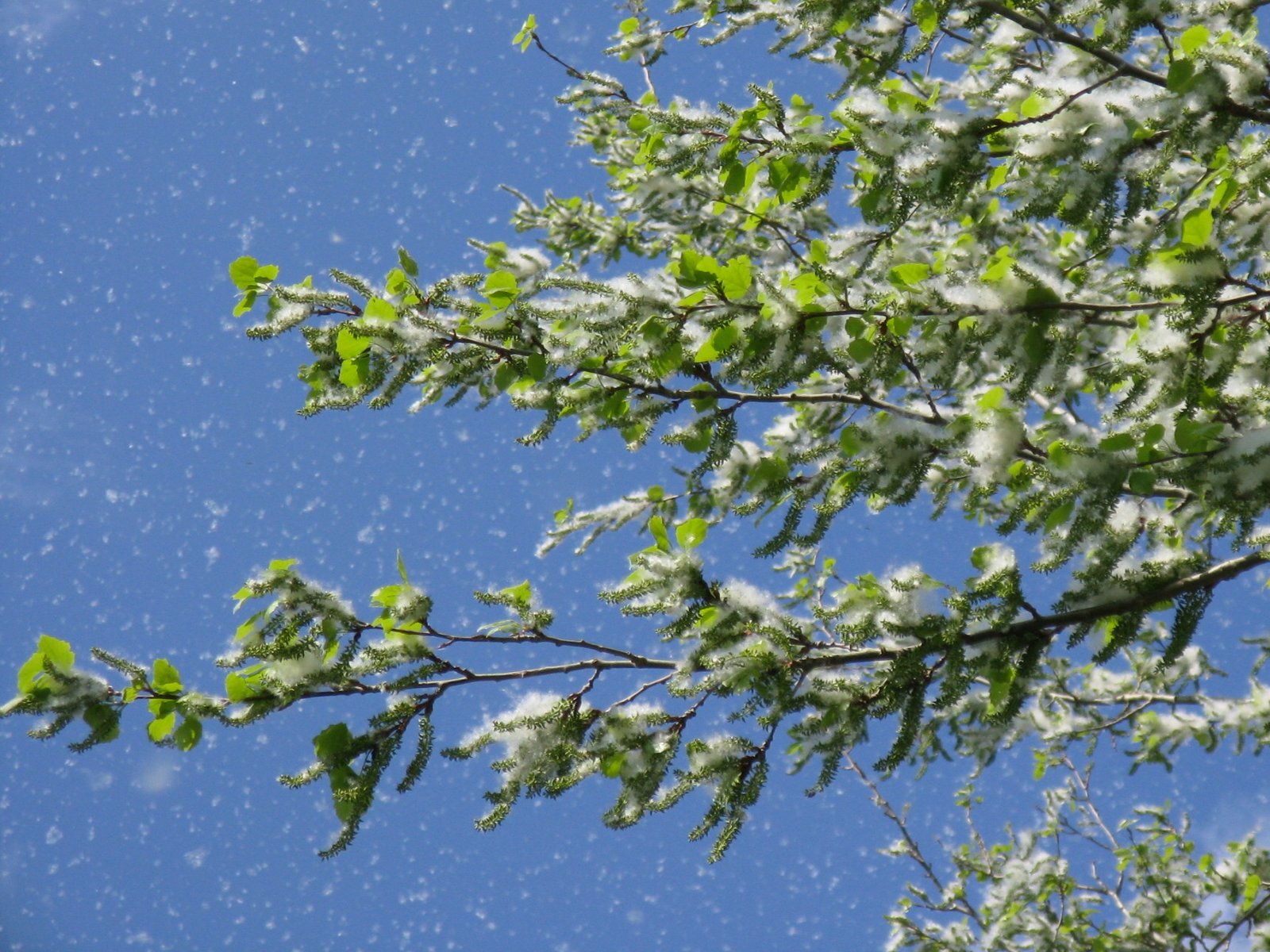 The Navigation Secrets of Seeds (image credits: wikimedia)