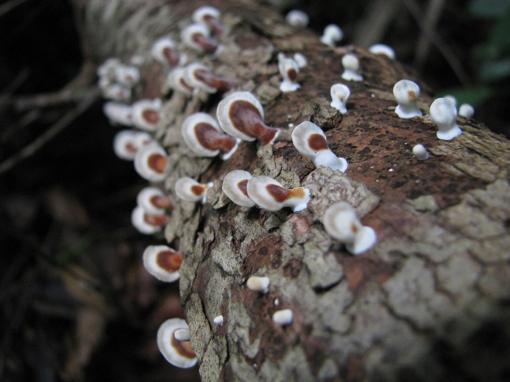 Fungi: The Silent Decomposers (image credits: wikimedia)