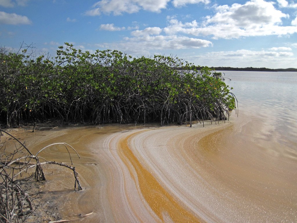 Fighting Climate Change, One Microbe at a Time (image credits: flickr)