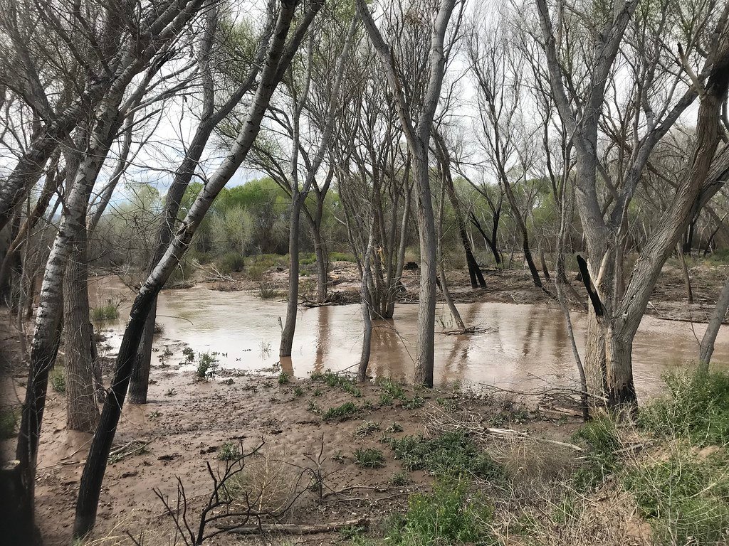 Restoring Damaged Mangroves With Microbial Power (image credits: flickr)