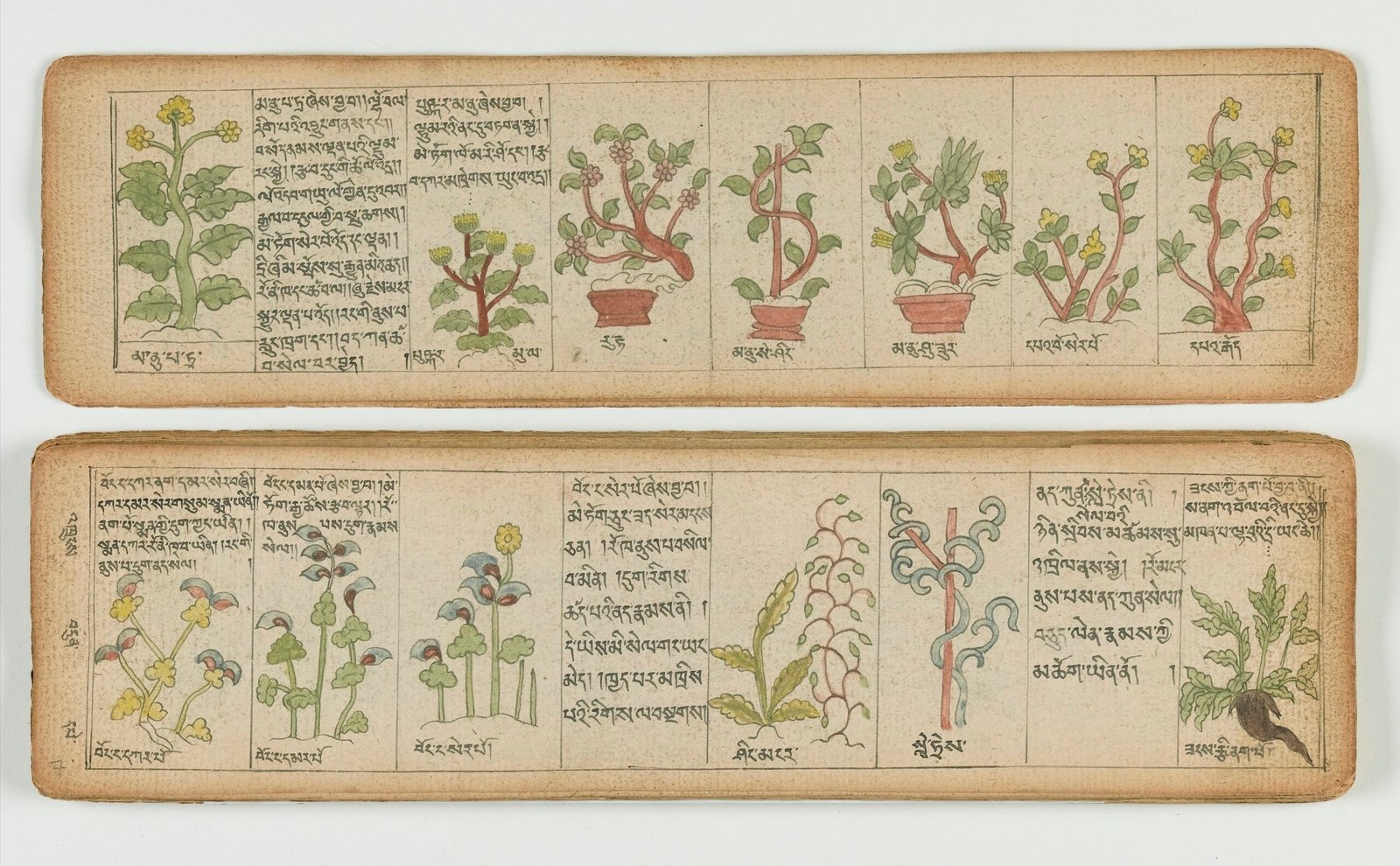 Tibetan Manuscripts and Geological Events (image credits: wikimedia)