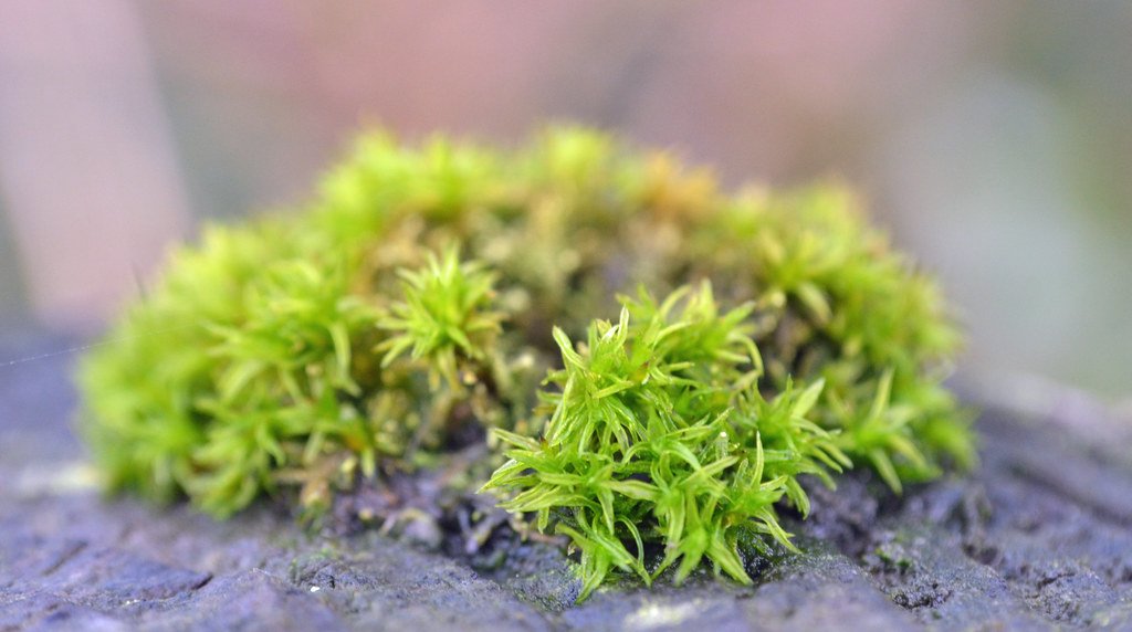Creating Soil From Nothing: Moss as Earth's Architect (image credits: flickr)
