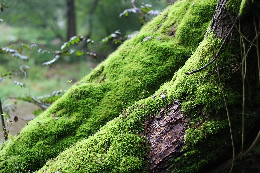 The Moisture Masters: How Moss Engineered Its Own Success (image credits: flickr)