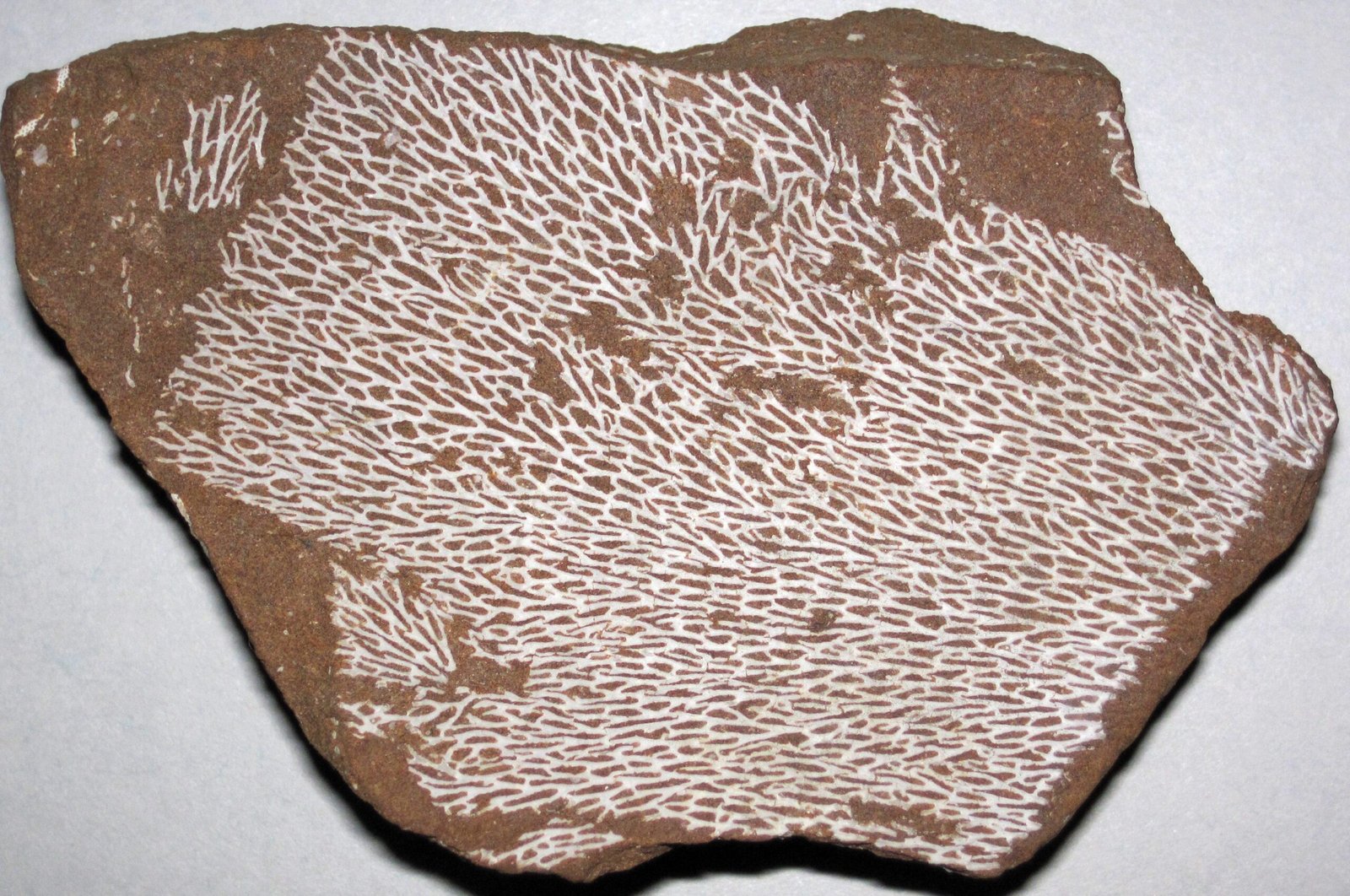 Fossil Evidence of the Great Green Takeover (image credits: wikimedia)
