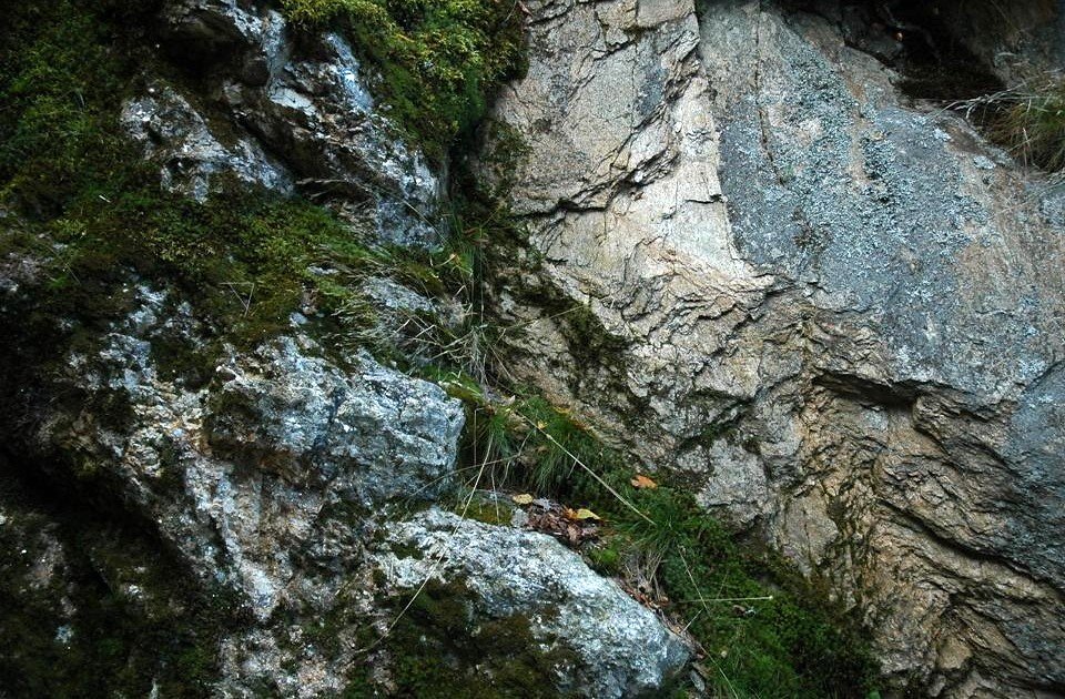 The Chemistry of Success: Moss and Mineral Processing (image credits: flickr)