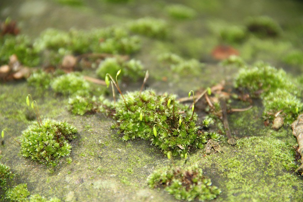 Climate Change and the Next Moss Revolution (image credits: flickr)