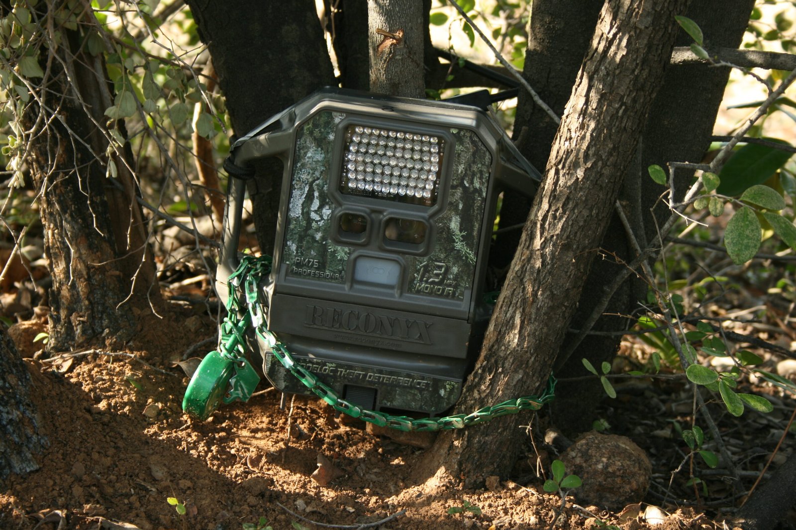 Camera Trap Networks: The Eyes That Never Sleep (image credits: wikimedia)