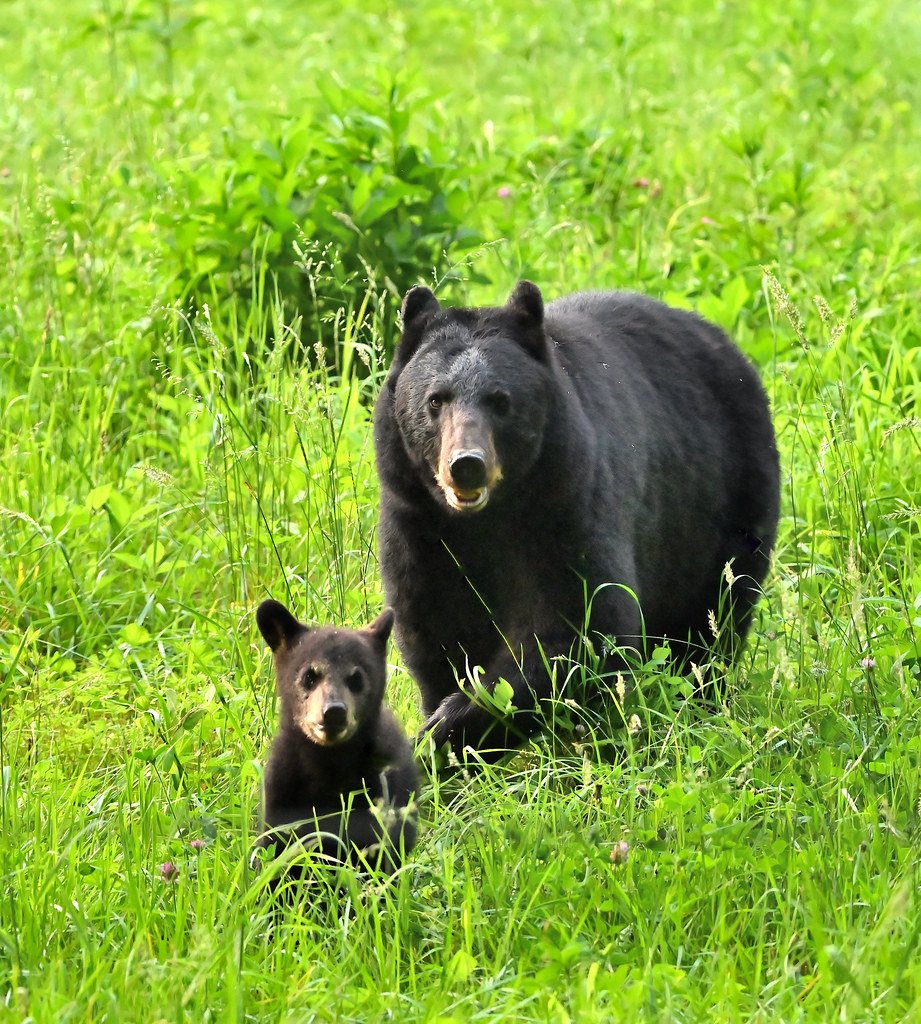 Success Stories: AI Conservation Victories (image credits: flickr)