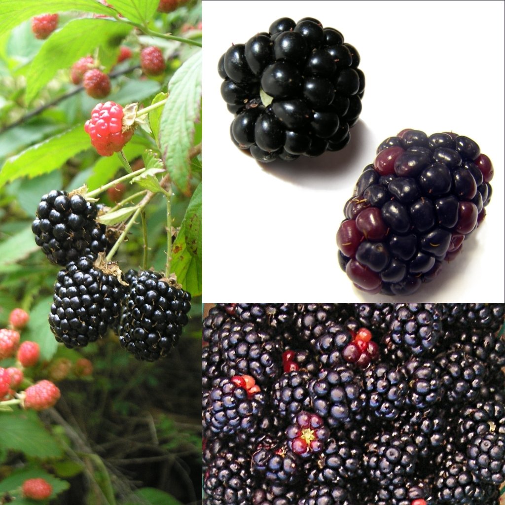 The Raspberry and Blackberry Betrayal (image credits: wikimedia)