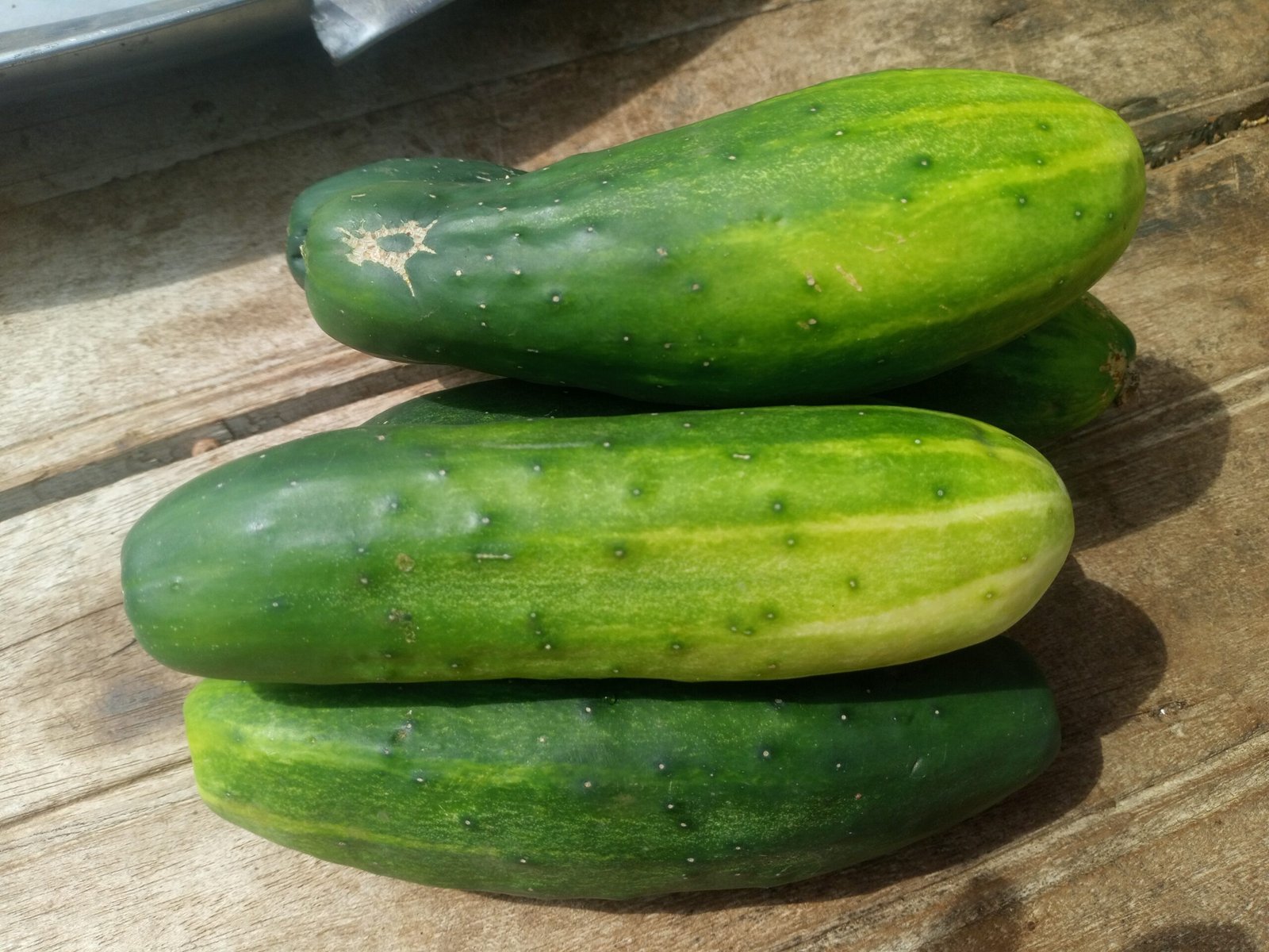 Cucumbers and Their Surprising Berry Status (image credits: wikimedia)