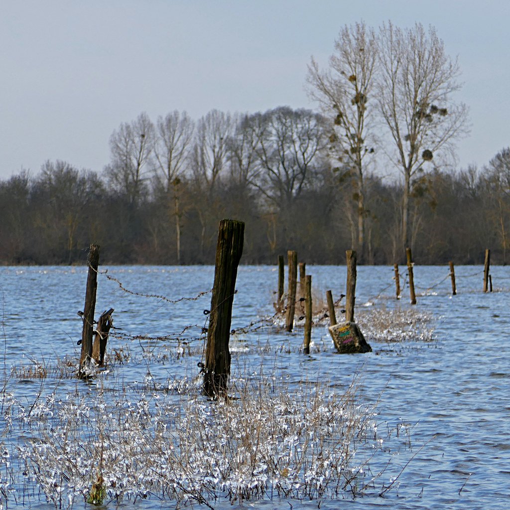 Forests Drowning and Changing Forever (image credits: flickr)