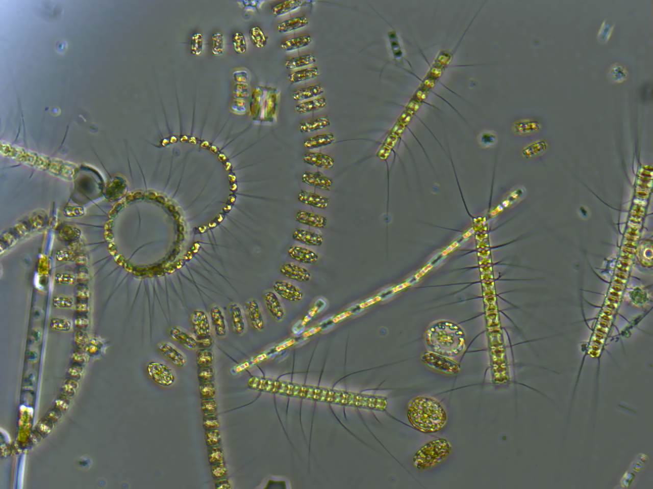 Oxygen Levels Would Plummet Dramatically (image credits: wikimedia)