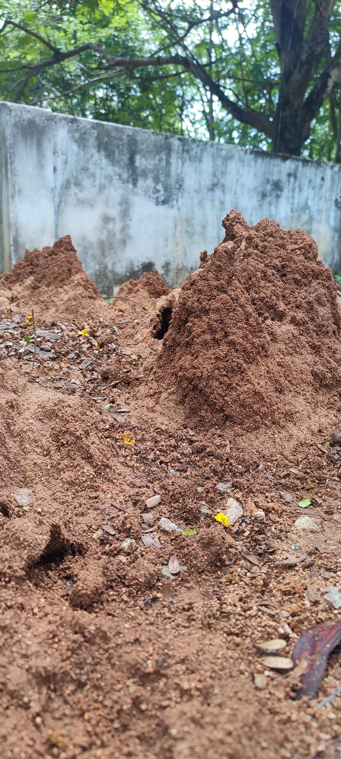 Ant Colony Intelligence Networks (image credits: wikimedia)