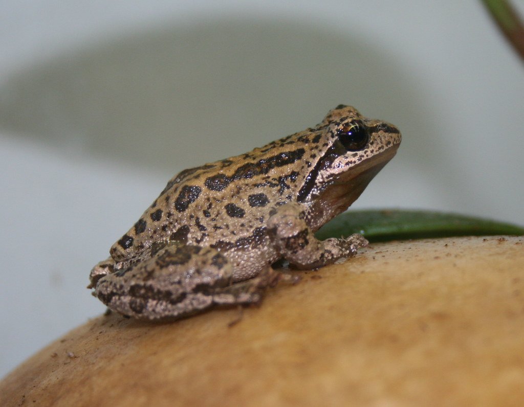 Frog Chorus Environmental Monitors (image credits: flickr)