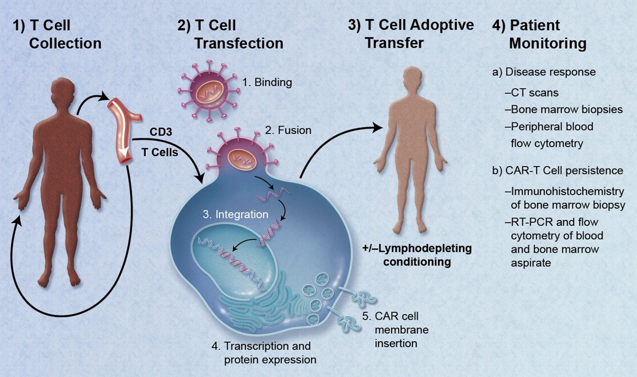 CAR-T Cell Therapy Rewrites Your Immune System (image credits: wikimedia)