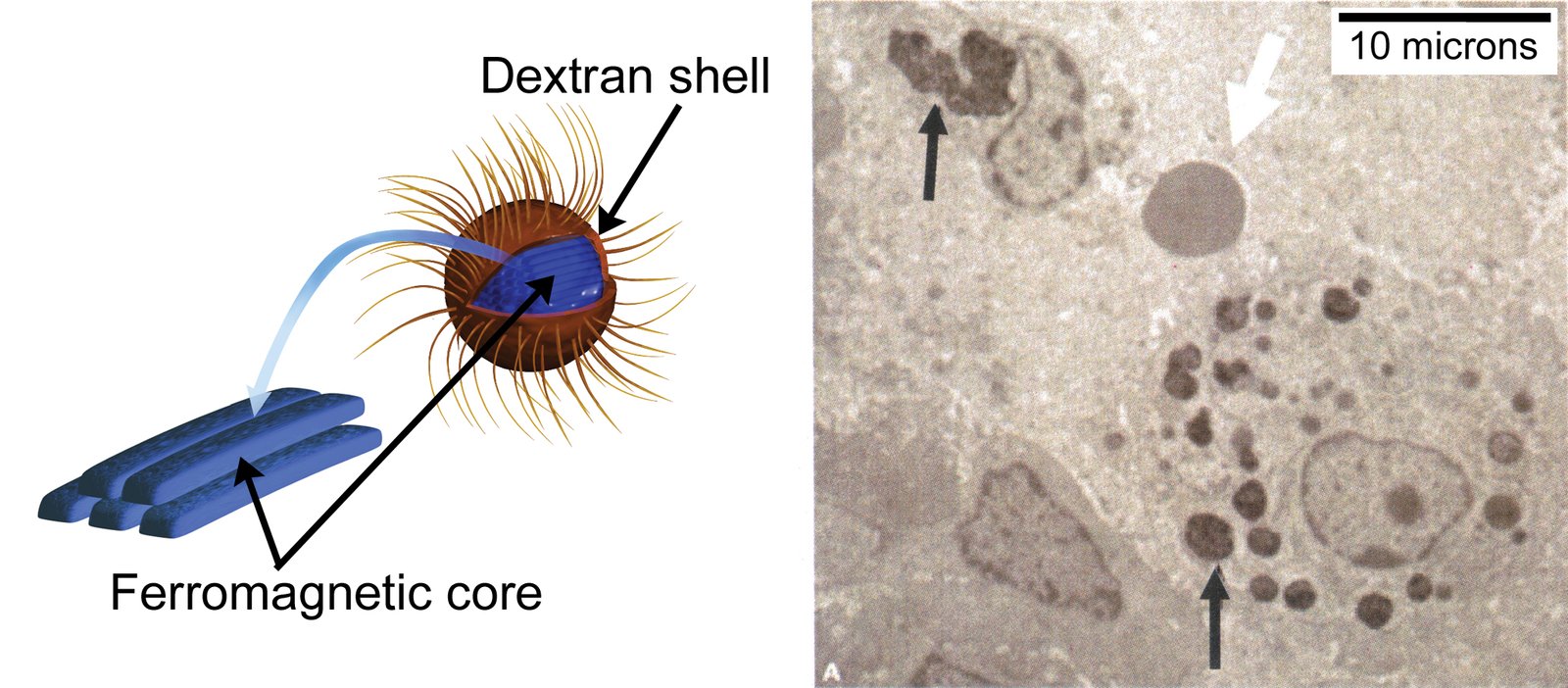 Nanotechnology Delivers Precision Medicine (image credits: wikimedia)