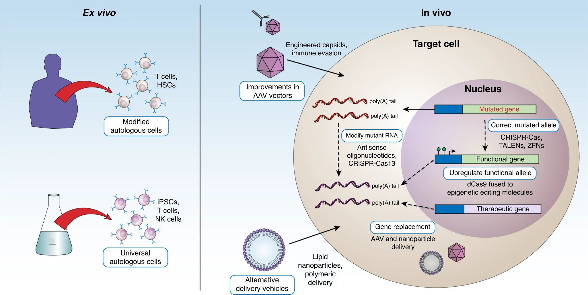 Gene Drive Systems Prevent Cancer Before It Starts (image credits: wikimedia)