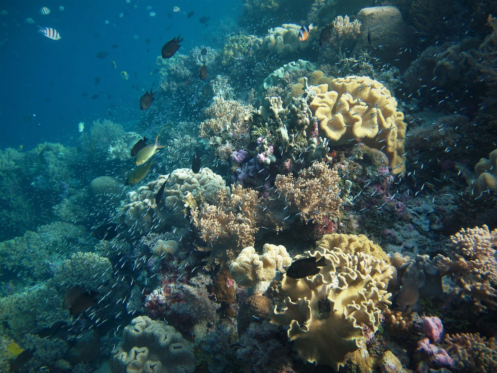 Ocean Acidification: The Silent Killer (image credits: wikimedia)