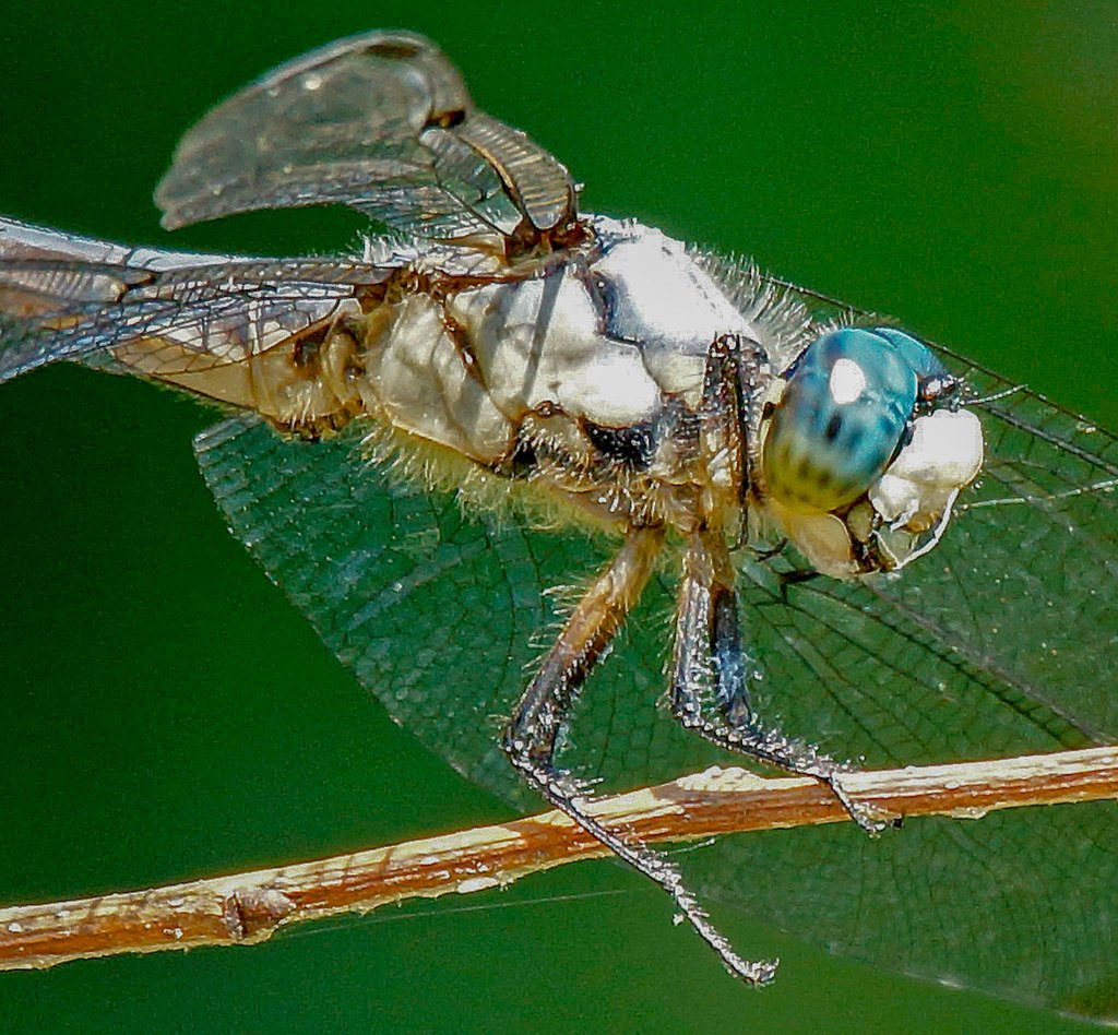 If Insects Had Never Shrunk in Size (image credits: flickr)