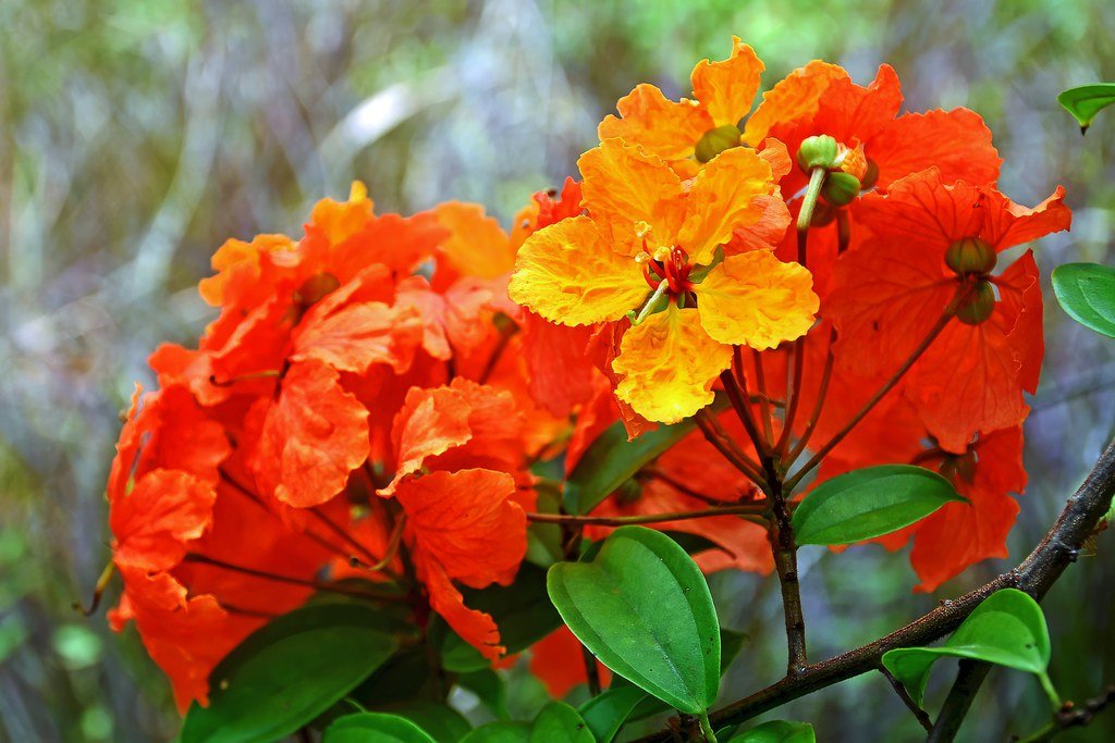 If Flowering Plants Never Appeared (image credits: flickr)