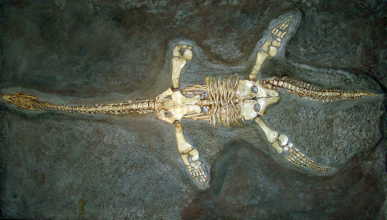 Revealing the Creatures of the Inland Sea (image credits: wikimedia)