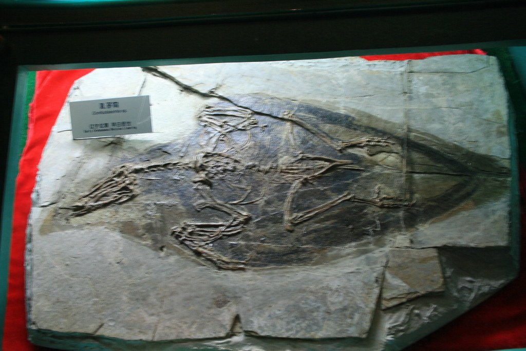 What Fossils Teach Us About Evolution (image credits: flickr)