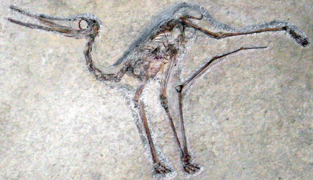 Meet the Pterosaur: Masters of the Mesozoic Skies (image credits: flickr)