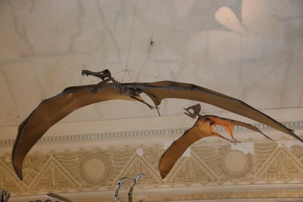 Rewriting the Book on Pterosaur Evolution (image credits: flickr)