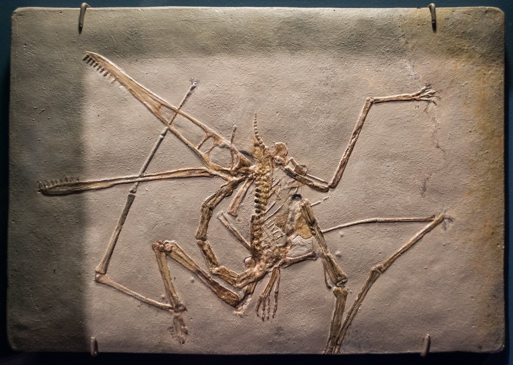 Flying Without Feathers: The Pterosaur Difference (image credits: flickr)
