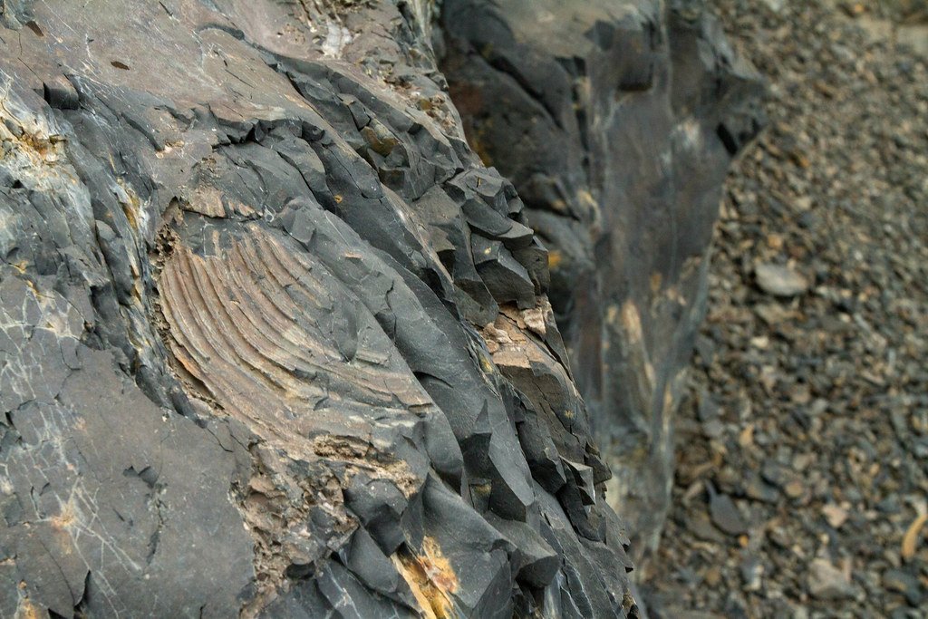 The Importance of Argentine Fossil Sites (image credits: flickr)