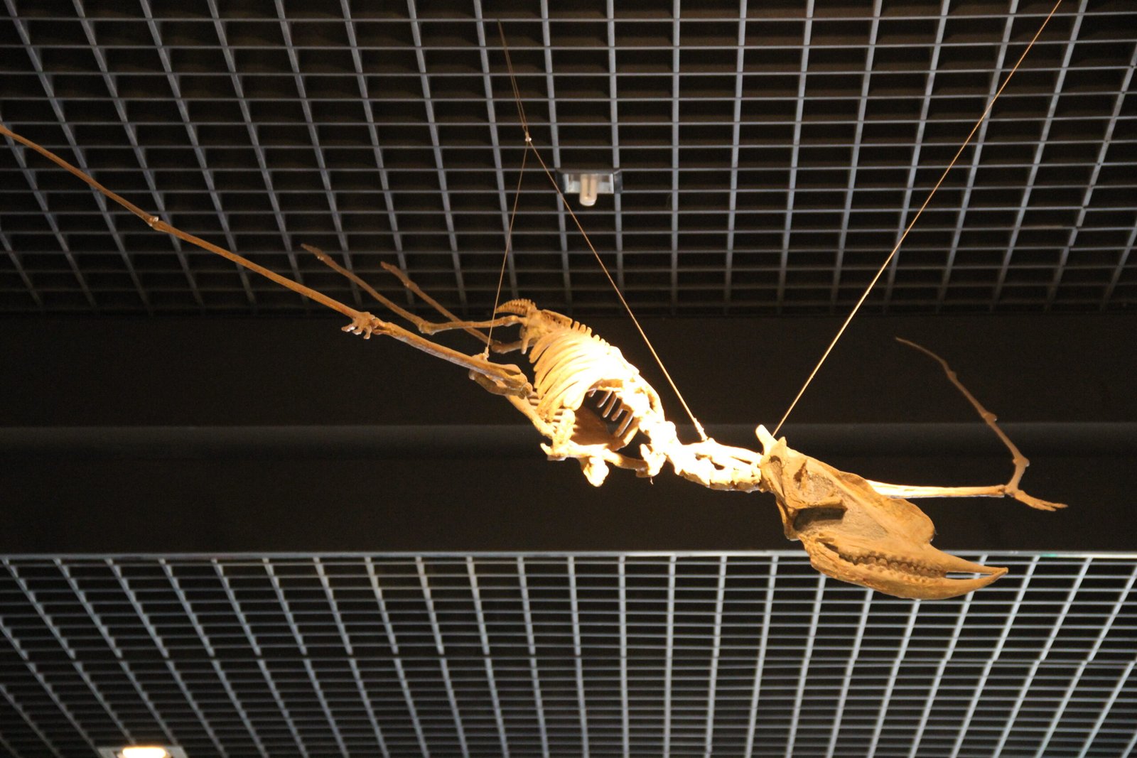 The Legacy of the “Dragon of Death” (image credits: wikimedia)