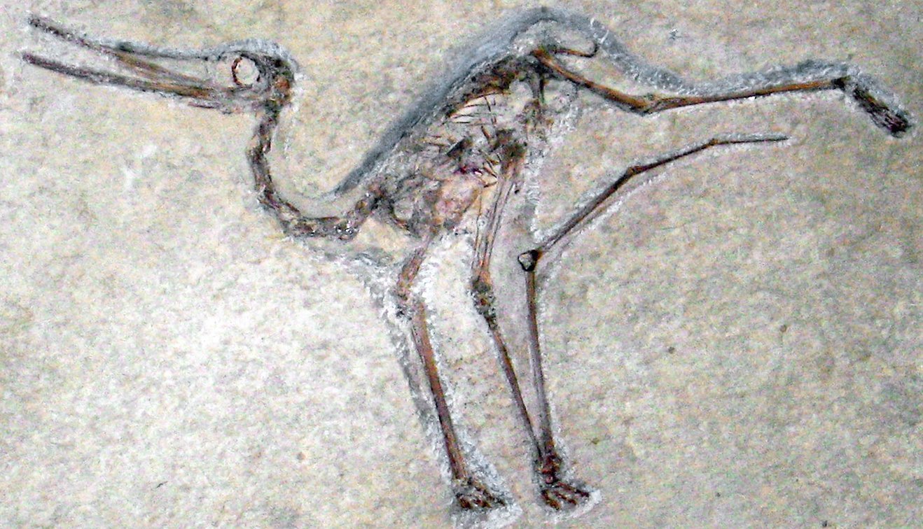 What’s Next for Pterosaur Research? (image credits: wikimedia)